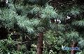 2017년 3월 4일 (토) 02:14 판의 섬네일