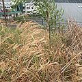 Reed3.JPG