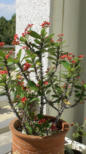 파일:DSC00338.jpg