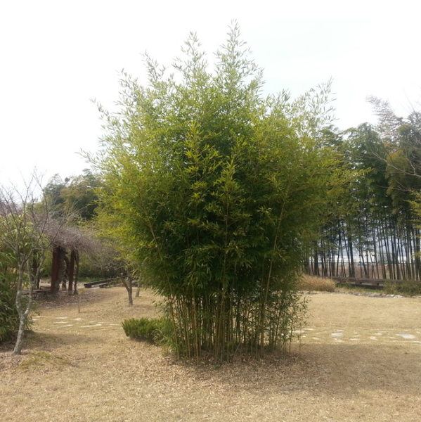 파일:대나무 조경.png