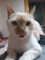 고양이2.jpg
