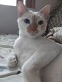 고양이7.jpg