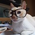 고양이1.jpg