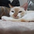 고양이3.jpg