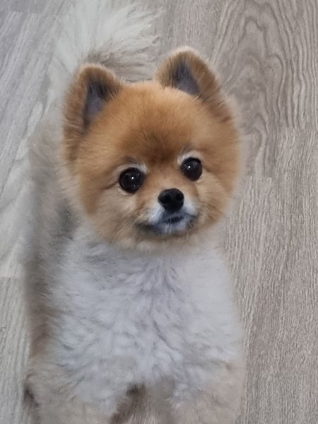 파일:루이.jpg